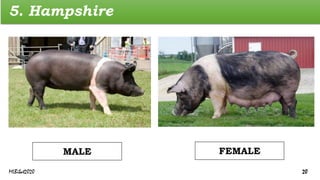 5. Hampshire
FEMALE
MALE
MLBibat2020 20
 
