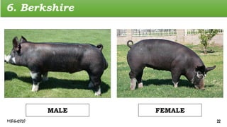 6. Berkshire
FEMALE
MALE
MLBibat2020 22
 