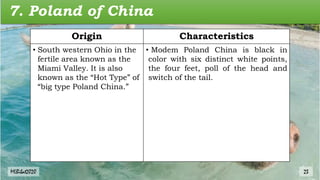 7. Poland of China
Origin Characteristics
• South western Ohio in the
fertile area known as the
Miami Valley. It is also
known as the “Hot Type” of
“big type Poland China.”
• Modem Poland China is black in
color with six distinct white points,
the four feet, poll of the head and
switch of the tail.
MLBibat2020 23
 