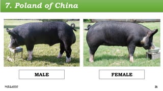 7. Poland of China
FEMALE
MALE
MLBibat2020 24
 