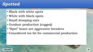 • Black with white spots
• White with black spots
• Small drooping ears
• Outdoor production (rugged)
• “Spot” boars are aggressive breeders
• Considered too fat for commercial production
Spotted
MLBibat2020 27
 