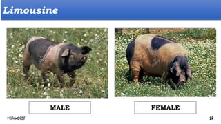Limousine
FEMALE
MALE
MLBibat2020 28
 