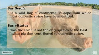Sus Scrofa
• is a wild hog of continental Europe from which
most domestic swine have been derived.
Sus vittatus
• was the chief, if not the only species of the East
Indian pig that contributed to domestic swine.
MLBibat2020 3
 