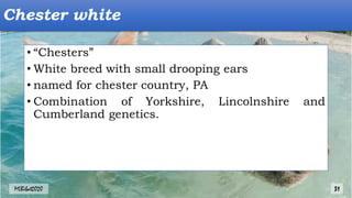 Chester white
• “Chesters”
• White breed with small drooping ears
• named for chester country, PA
• Combination of Yorkshire, Lincolnshire and
Cumberland genetics.
MLBibat2020 31
 