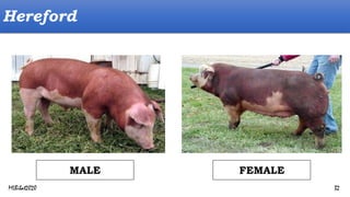 Hereford
FEMALE
MALE
MLBibat2020 32
 