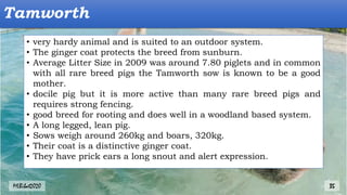 Tamworth
• very hardy animal and is suited to an outdoor system.
• The ginger coat protects the breed from sunburn.
• Average Litter Size in 2009 was around 7.80 piglets and in common
with all rare breed pigs the Tamworth sow is known to be a good
mother.
• docile pig but it is more active than many rare breed pigs and
requires strong fencing.
• good breed for rooting and does well in a woodland based system.
• A long legged, lean pig.
• Sows weigh around 260kg and boars, 320kg.
• Their coat is a distinctive ginger coat.
• They have prick ears a long snout and alert expression.
MLBibat2020 35
 