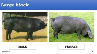 Large black
FEMALE
MALE
MLBibat2020 36
 