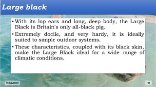 • With its lop ears and long, deep body, the Large
Black is Britain's only all-black pig.
• Extremely docile, and very hardy, it is ideally
suited to simple outdoor systems.
• These characteristics, coupled with its black skin,
make the Large Black ideal for a wide range of
climatic conditions.
Large black
MLBibat2020 37
 
