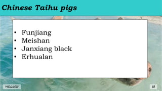 Chinese Taihu pigs
• Funjiang
• Meishan
• Janxiang black
• Erhualan
MLBibat2020 38
 