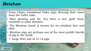 Meishan
• From China, considered Taihu pigs, deriving their name
from the Taihu Lake.
• Slow growing and fat, but have a very good taste,
resistant to some diseases
• The Meishan breed is known for its wrinkled face and
skin.
• Meishan pigs are perhaps one of the most prolific breeds
of pig in the world.
 Large litter size of 15-16 pigs
MLBibat2020 40
 