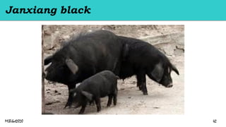 Janxiang black
MLBibat2020 42
 