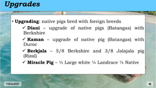 Upgrades
• Upgrading: native pigs bred with foreign breeds
 Diani – upgrade of native pigs (Batangas) with
Berkshire
 Kaman – upgrade of native pig (Batangas) with
Duroc
 Berkjala – 5/8 Berkshire and 3/8 Jalajala pig
(Rizal)
 Miracle Pig – ½ Large white ¼ Landrace ¼ Native
MLBibat2020 44
 
