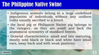 The Philippine Native Swine
• Indigenous animals belong to a large undefined
population of individuals without any uniform
traits usually ascribed to a breed.
• the local pig or Philippine Native pig belongs to
the category, as they are small and lack the
anatomical symmetry of standard breeds.
• General characteristics: small and late maturing,
mostly sold black or black and white have small
ears, sway back and with weak pasterns.
MLBibat2020 7
 