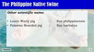 The Philippine Native Swine
Other scientific name:
• Luzon Warty pig : Sus philippinensis
• Palawan Bearded pig : Sus barbatus
MLBibat2020 8
 