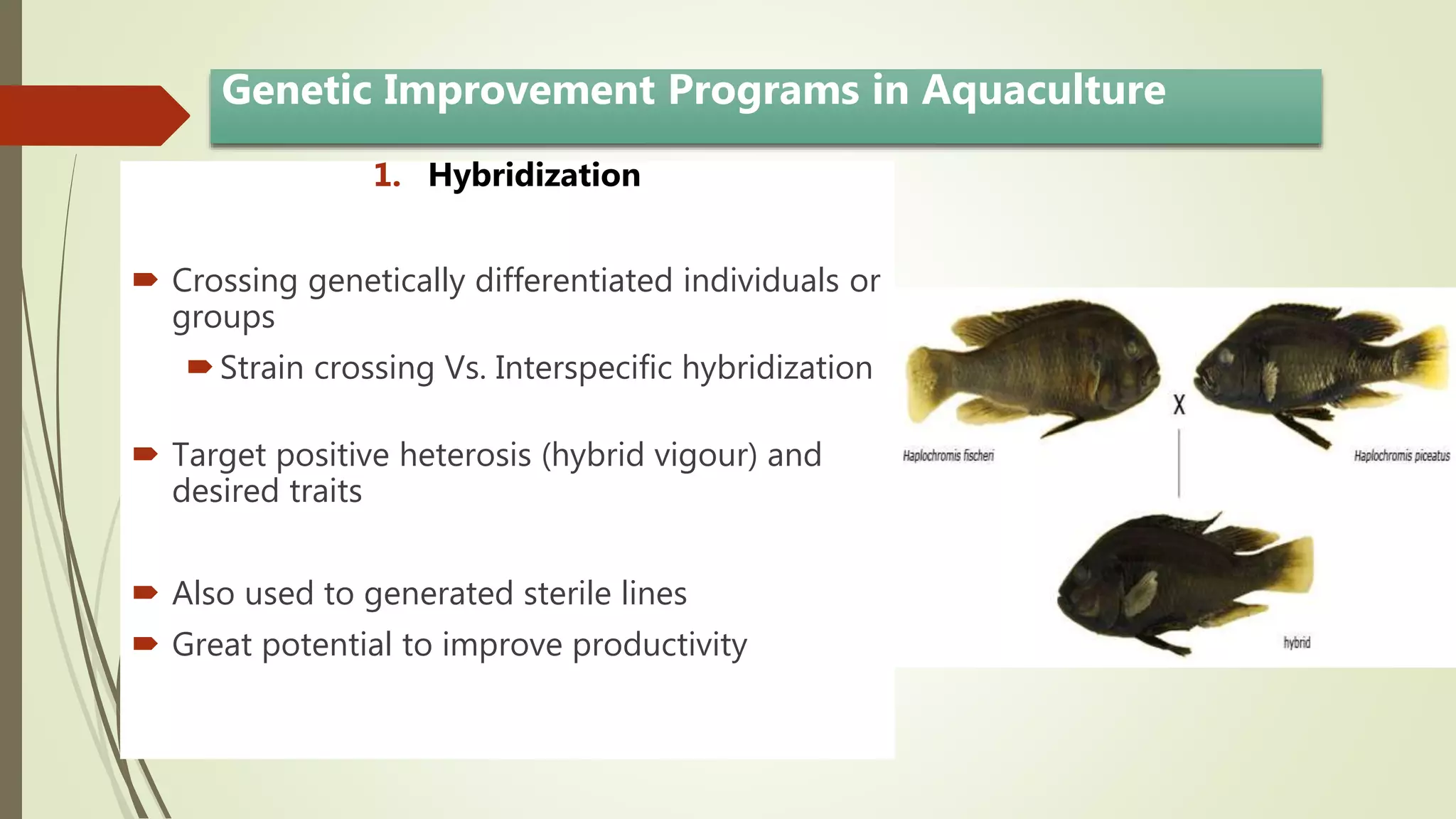 Genetic Improvement Programs in Aquaculture
1. Hybridization
 Crossing genetically differentiated individuals or
groups
Strain crossing Vs. Interspecific hybridization
 Target positive heterosis (hybrid vigour) and
desired traits
 Also used to generated sterile lines
 Great potential to improve productivity
 