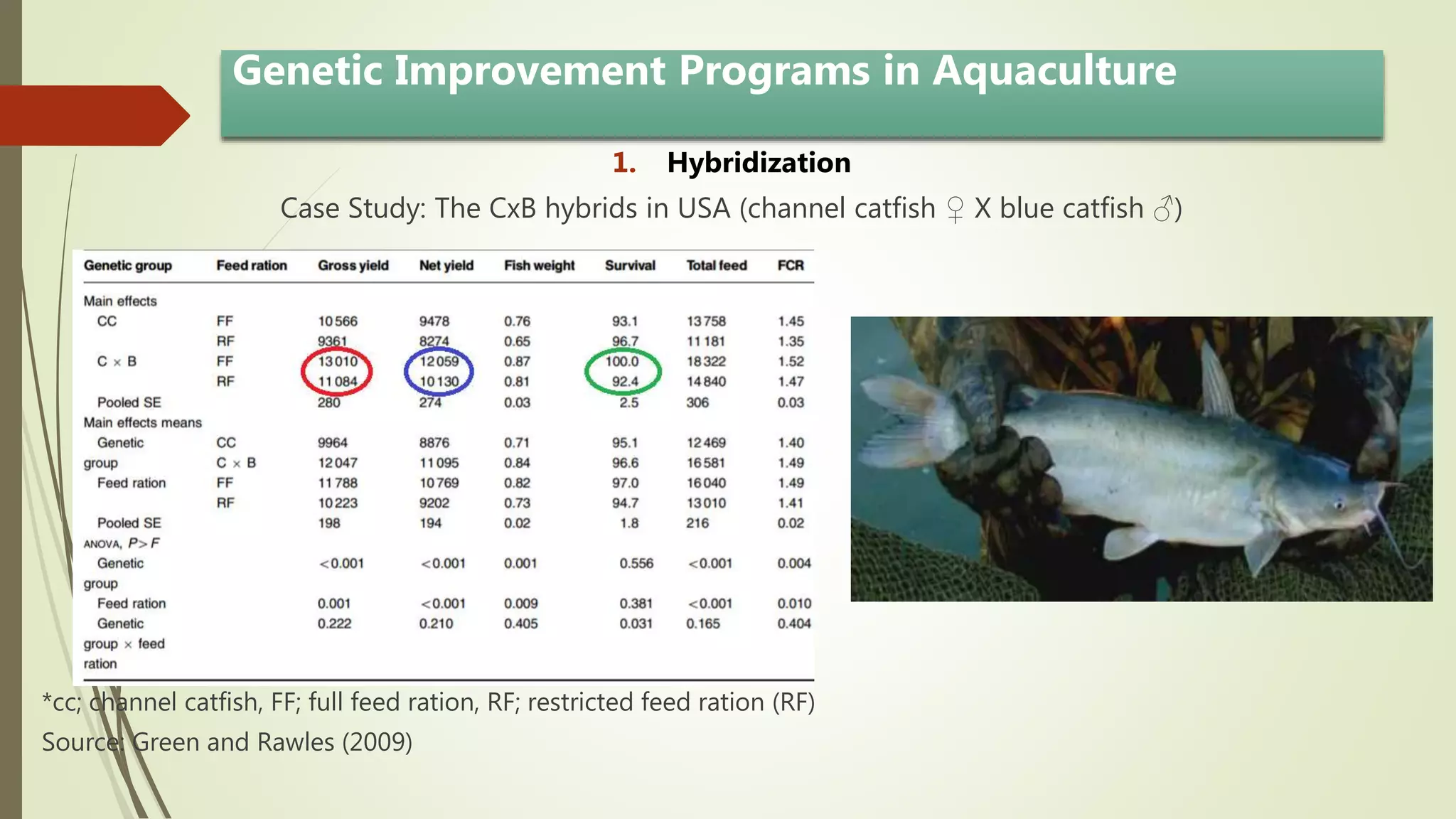 Genetic Improvement Programs in Aquaculture
1. Hybridization
Case Study: The CxB hybrids in USA (channel catfish ♀ X blue catfish ♂)
*cc; channel catfish, FF; full feed ration, RF; restricted feed ration (RF)
Source: Green and Rawles (2009)
 