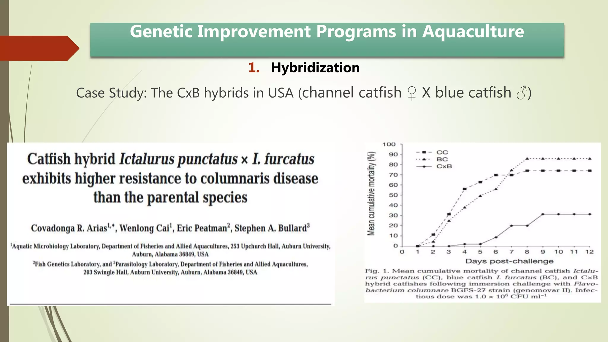 Genetic Improvement Programs in Aquaculture
1. Hybridization
Case Study: The CxB hybrids in USA (channel catfish ♀ X blue catfish ♂)
 