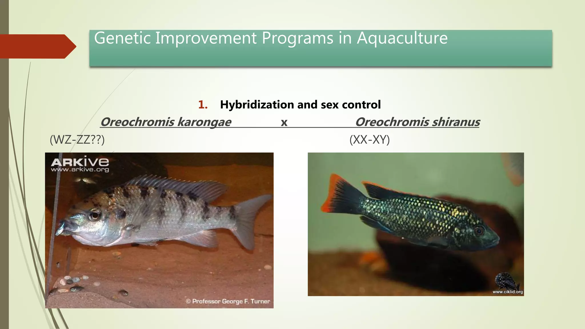 Genetic Improvement Programs in Aquaculture
1. Hybridization and sex control
Oreochromis karongae x Oreochromis shiranus
(WZ-ZZ??) (XX-XY)
 