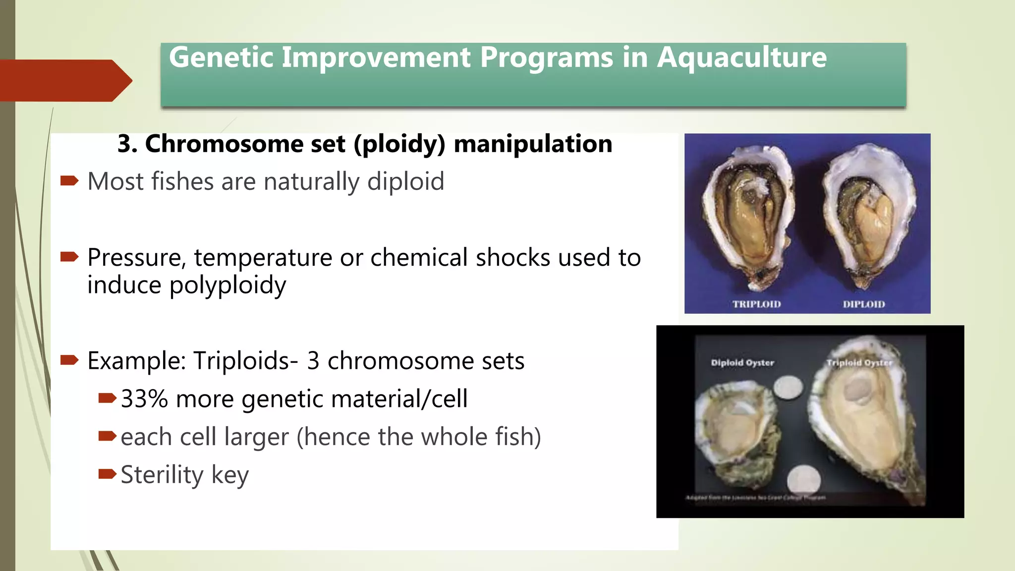 3. Chromosome set (ploidy) manipulation
 Most fishes are naturally diploid
 Pressure, temperature or chemical shocks used to
induce polyploidy
 Example: Triploids- 3 chromosome sets
33% more genetic material/cell
each cell larger (hence the whole fish)
Sterility key
Genetic Improvement Programs in Aquaculture
 