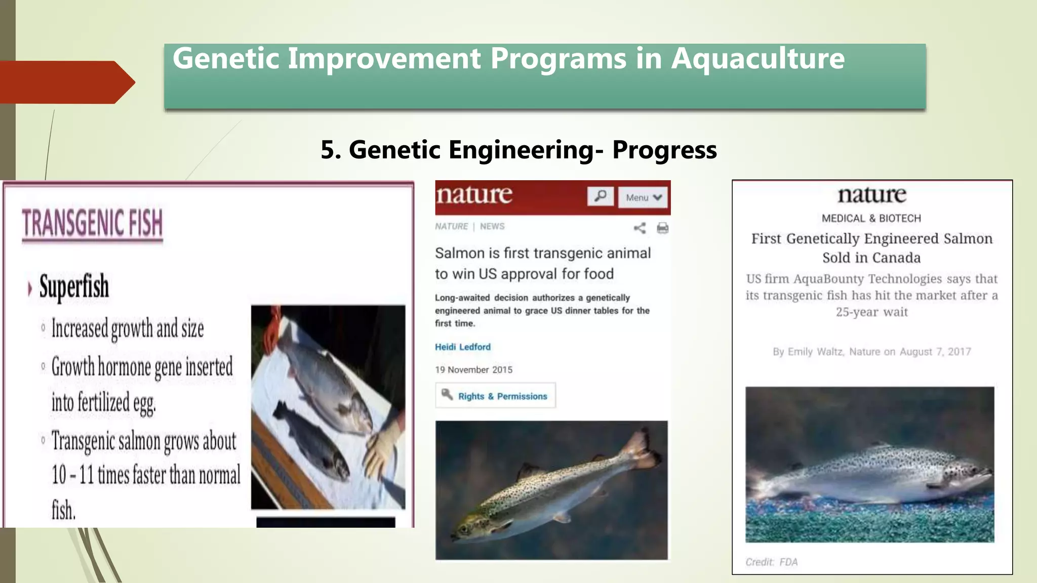 5. Genetic Engineering- Progress

Genetic Improvement Programs in Aquaculture
 