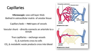 Overview of the Cardiovascular System.pptx