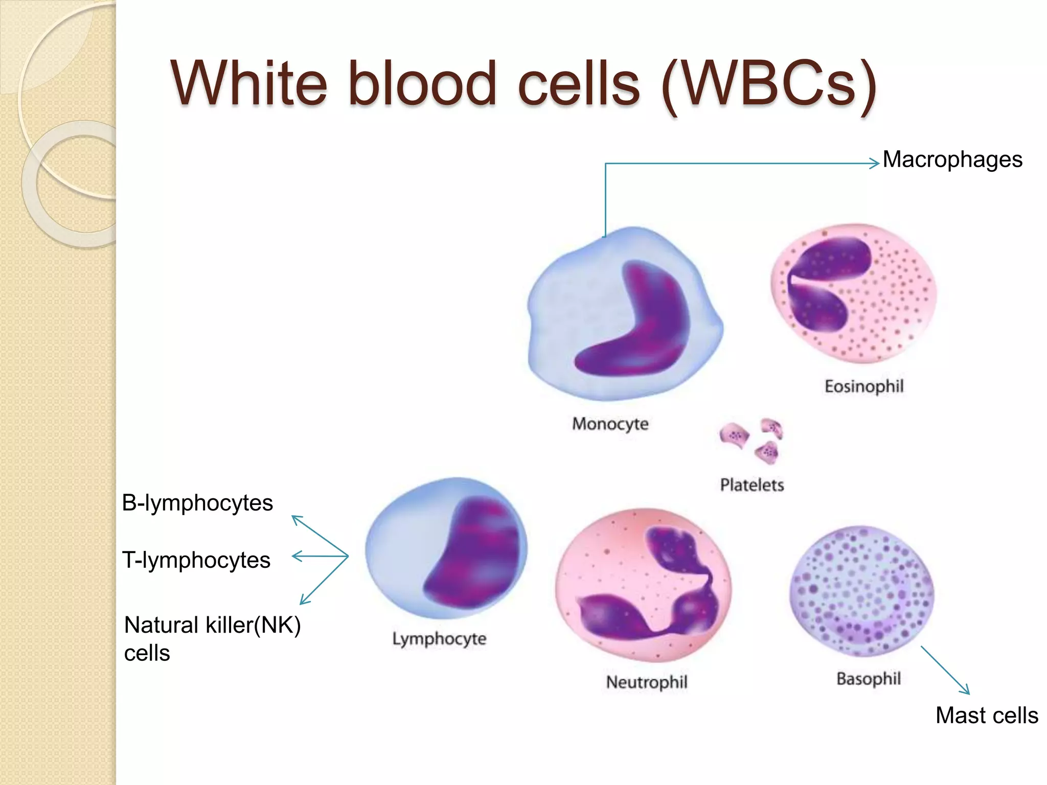 Overview of the immune system | PPTX