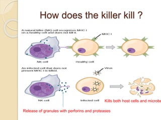 Kill A Cell Overview of the immune system | PPTX