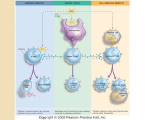 Overview of the immune system | PPTX