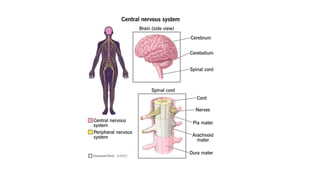 An Overview Of The Human Nervous System Pptx
