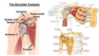 The Shoulder Complex OVERVIEW OF THE BIOMECHANICS OF THE SHOULDER COMPLEX.pptx
