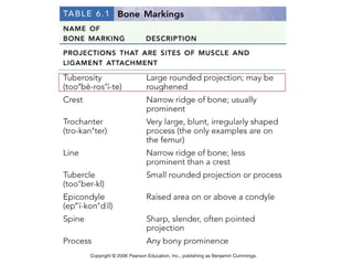 Overview Of The Skeleton Exercise 9 | PPT