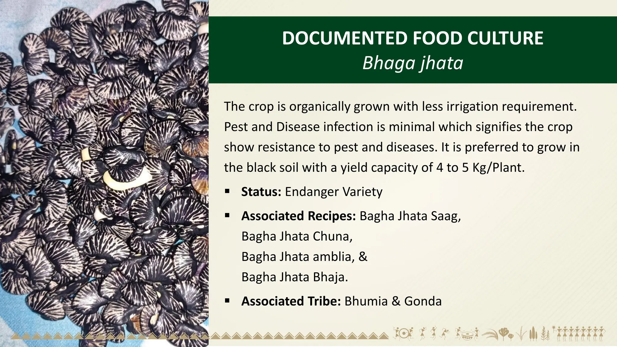 DOCUMENTED FOOD CULTURE
Bhaga jhata
The crop is organically grown with less irrigation requirement.
Pest and Disease infection is minimal which signifies the crop
show resistance to pest and diseases. It is preferred to grow in
the black soil with a yield capacity of 4 to 5 Kg/Plant.
▪ Status: Endanger Variety
▪ Associated Recipes: Bagha Jhata Saag,
Bagha Jhata Chuna,
Bagha Jhata amblia, &
Bagha Jhata Bhaja.
▪ Associated Tribe: Bhumia & Gonda
 
