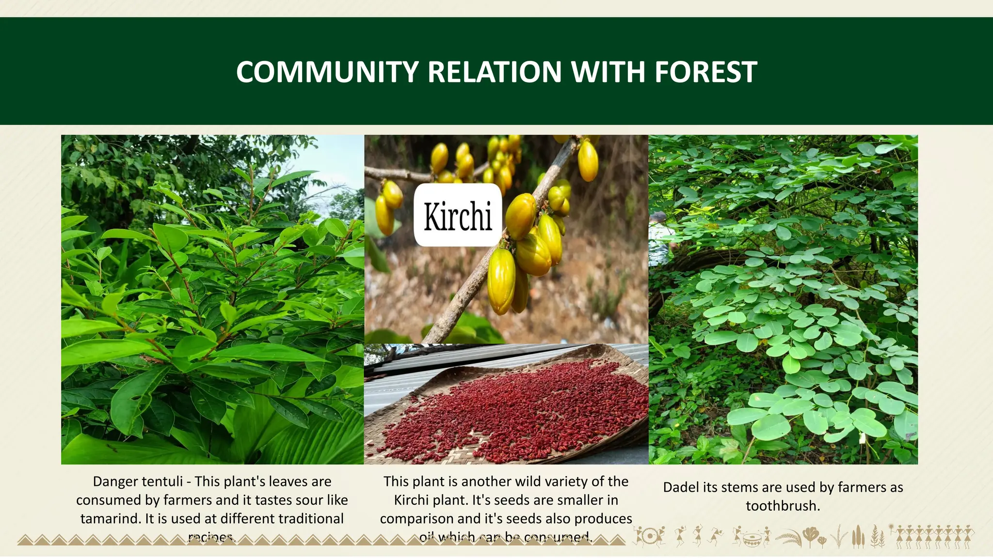 COMMUNITY RELATION WITH FOREST
Danger tentuli - This plant's leaves are
consumed by farmers and it tastes sour like
tamarind. It is used at different traditional
recipes.
This plant is another wild variety of the
Kirchi plant. It's seeds are smaller in
comparison and it's seeds also produces
oil which can be consumed.
Dadel its stems are used by farmers as
toothbrush.
 