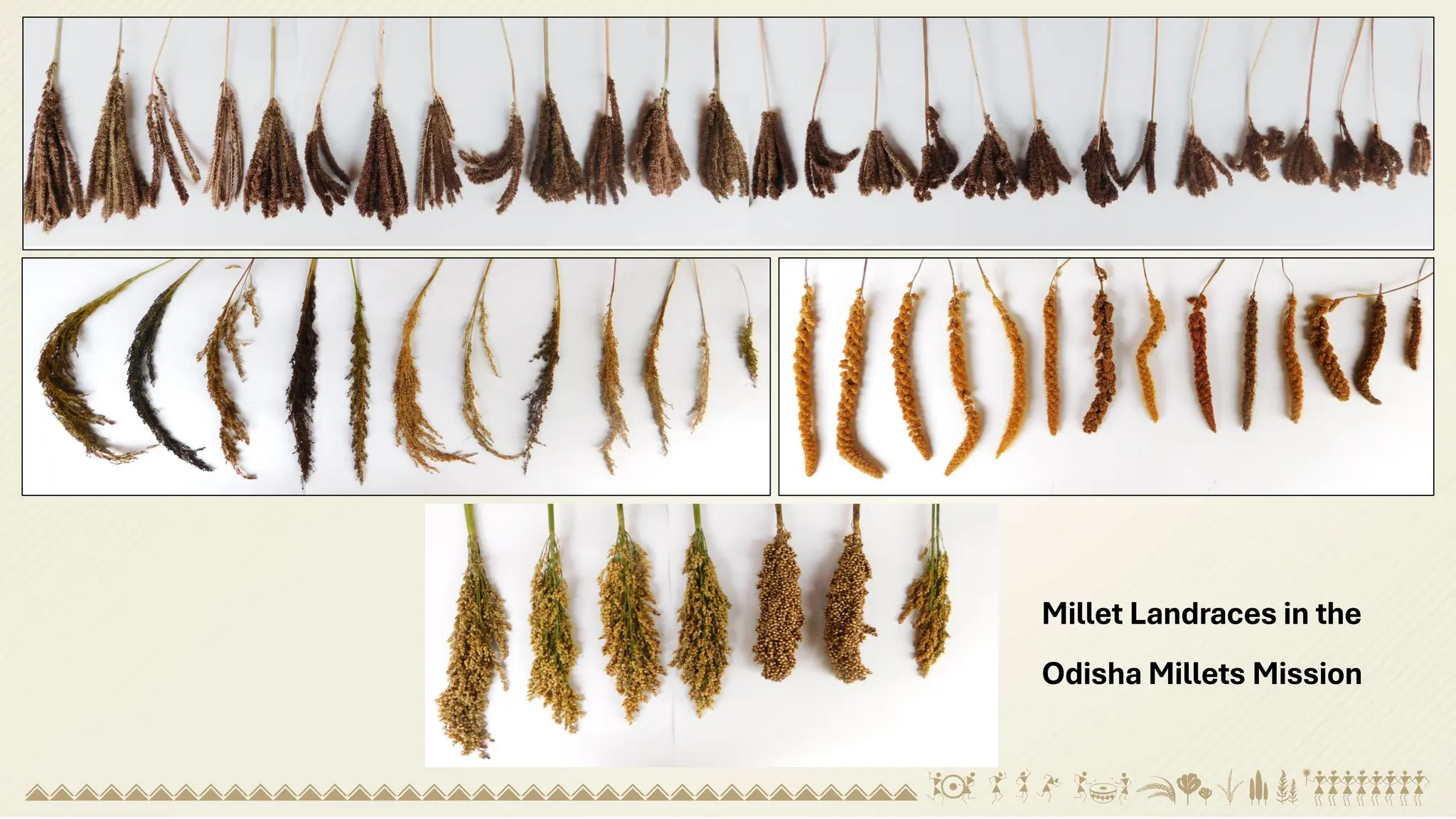 Millet Landraces in the
Odisha Millets Mission
 