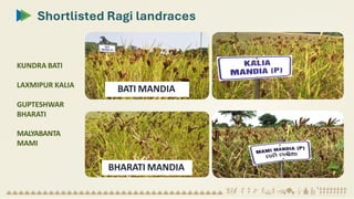 BHARATI MANDIA
BATI MANDIA
KUNDRA BATI
LAXMIPUR KALIA
GUPTESHWAR
BHARATI
MALYABANTA
MAMI
Shortlisted Ragi landraces
 