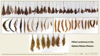 Millet Landraces in the
Odisha Millets Mission
 