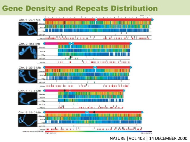 Overview on arabidopsis and rice genome | PPT