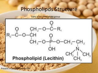Phospholipds Structure
Present in plasma membrane
Fatty acid + Phosphate group
 