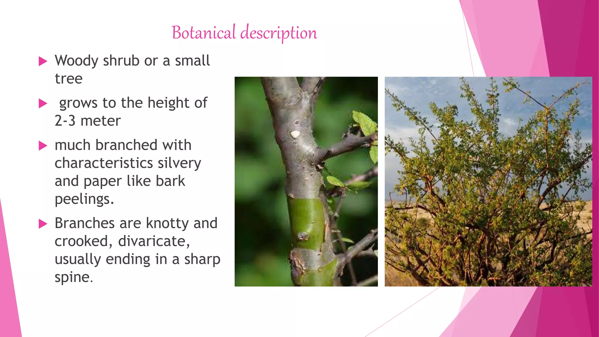 Botanical description
 Woody shrub or a small
tree
 grows to the height of
2-3 meter
 much branched with
characteristics silvery
and paper like bark
peelings.
 Branches are knotty and
crooked, divaricate,
usually ending in a sharp
spine.
 