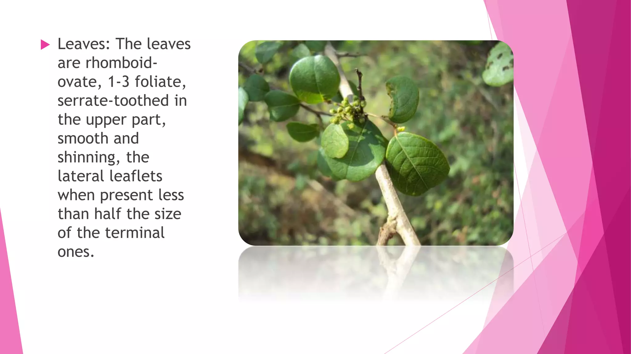  Leaves: The leaves
are rhomboid-
ovate, 1-3 foliate,
serrate-toothed in
the upper part,
smooth and
shinning, the
lateral leaflets
when present less
than half the size
of the terminal
ones.
 