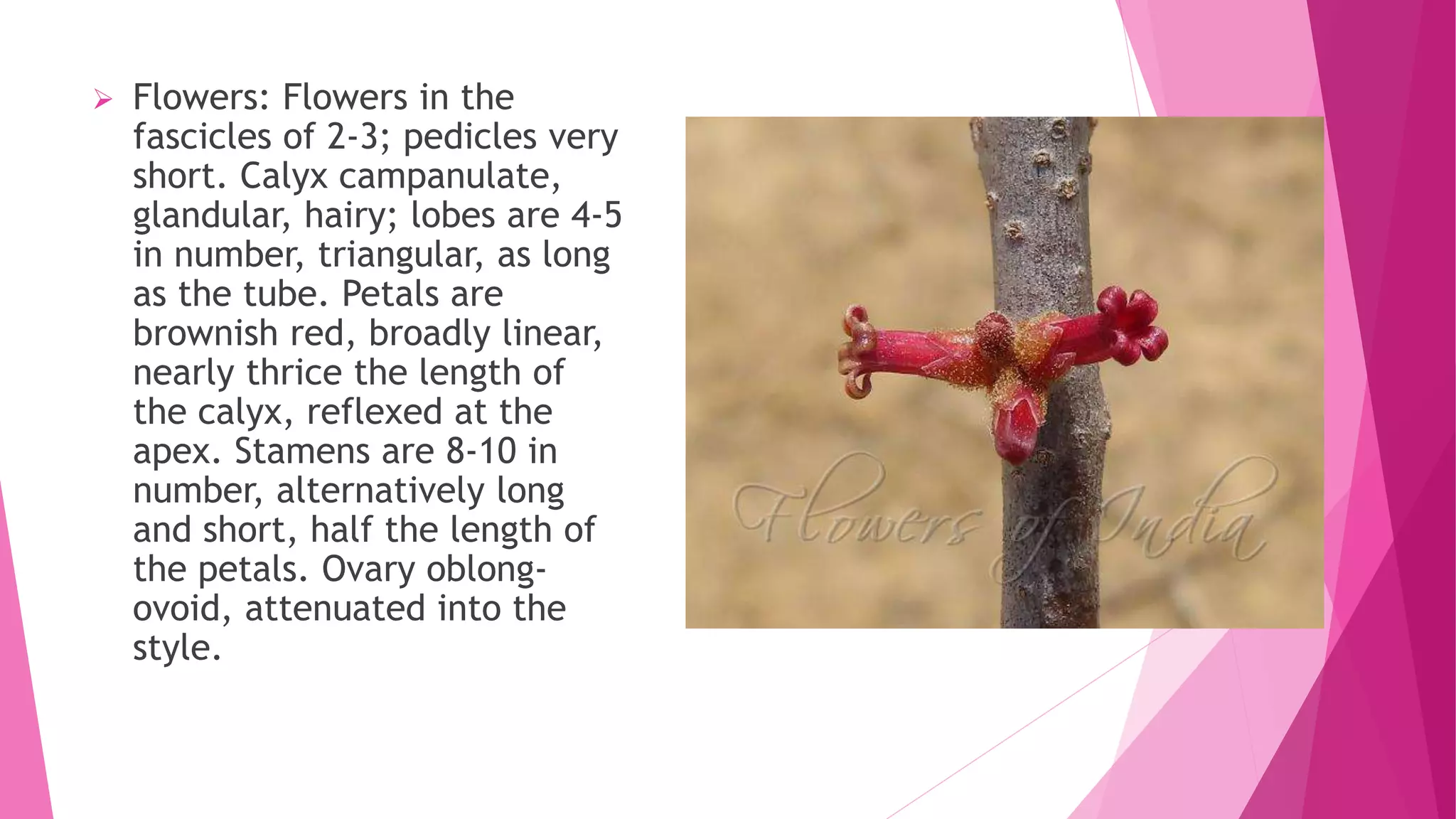  Flowers: Flowers in the
fascicles of 2-3; pedicles very
short. Calyx campanulate,
glandular, hairy; lobes are 4-5
in number, triangular, as long
as the tube. Petals are
brownish red, broadly linear,
nearly thrice the length of
the calyx, reflexed at the
apex. Stamens are 8-10 in
number, alternatively long
and short, half the length of
the petals. Ovary oblong-
ovoid, attenuated into the
style.
 