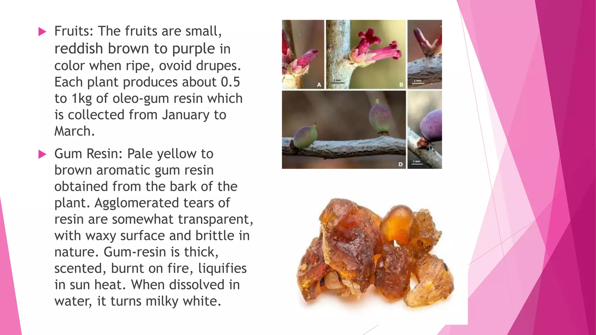  Fruits: The fruits are small,
reddish brown to purple in
color when ripe, ovoid drupes.
Each plant produces about 0.5
to 1kg of oleo-gum resin which
is collected from January to
March.
 Gum Resin: Pale yellow to
brown aromatic gum resin
obtained from the bark of the
plant. Agglomerated tears of
resin are somewhat transparent,
with waxy surface and brittle in
nature. Gum-resin is thick,
scented, burnt on fire, liquifies
in sun heat. When dissolved in
water, it turns milky white.
 