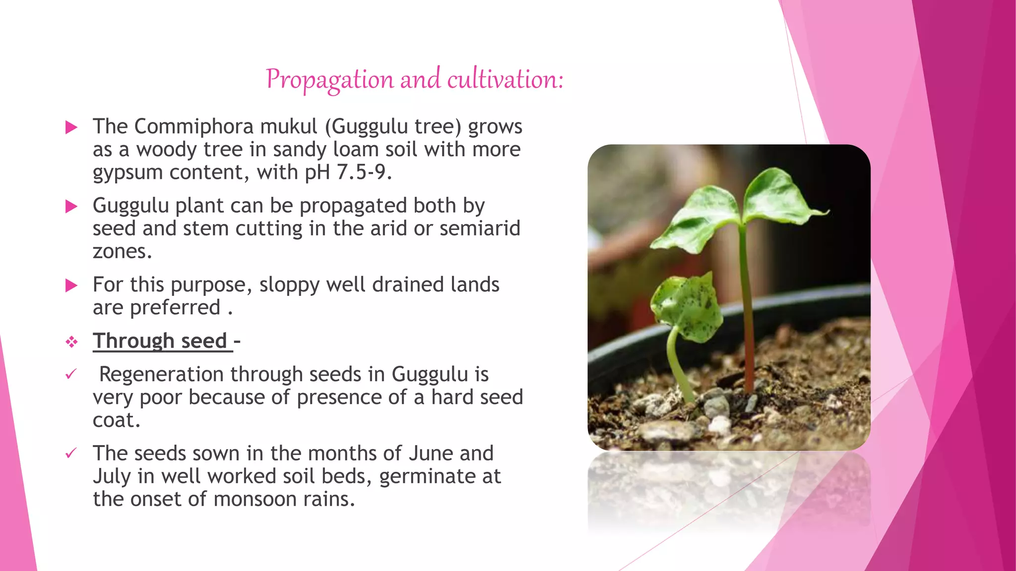 Propagation and cultivation:
 The Commiphora mukul (Guggulu tree) grows
as a woody tree in sandy loam soil with more
gypsum content, with pH 7.5-9.
 Guggulu plant can be propagated both by
seed and stem cutting in the arid or semiarid
zones.
 For this purpose, sloppy well drained lands
are preferred .
 Through seed –
 Regeneration through seeds in Guggulu is
very poor because of presence of a hard seed
coat.
 The seeds sown in the months of June and
July in well worked soil beds, germinate at
the onset of monsoon rains.
 