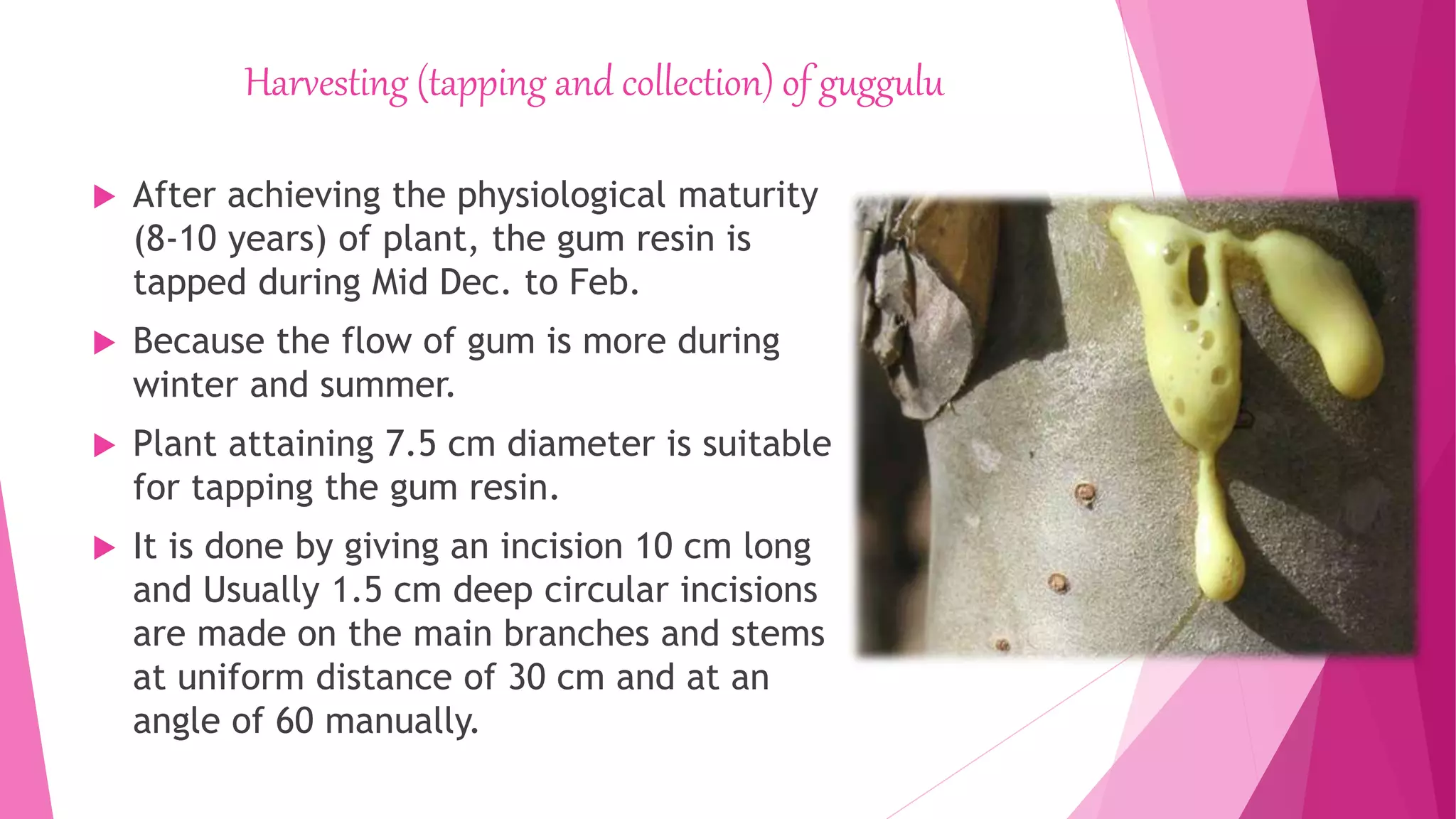 Harvesting (tapping and collection) of guggulu
 After achieving the physiological maturity
(8-10 years) of plant, the gum resin is
tapped during Mid Dec. to Feb.
 Because the flow of gum is more during
winter and summer.
 Plant attaining 7.5 cm diameter is suitable
for tapping the gum resin.
 It is done by giving an incision 10 cm long
and Usually 1.5 cm deep circular incisions
are made on the main branches and stems
at uniform distance of 30 cm and at an
angle of 60 manually.
 