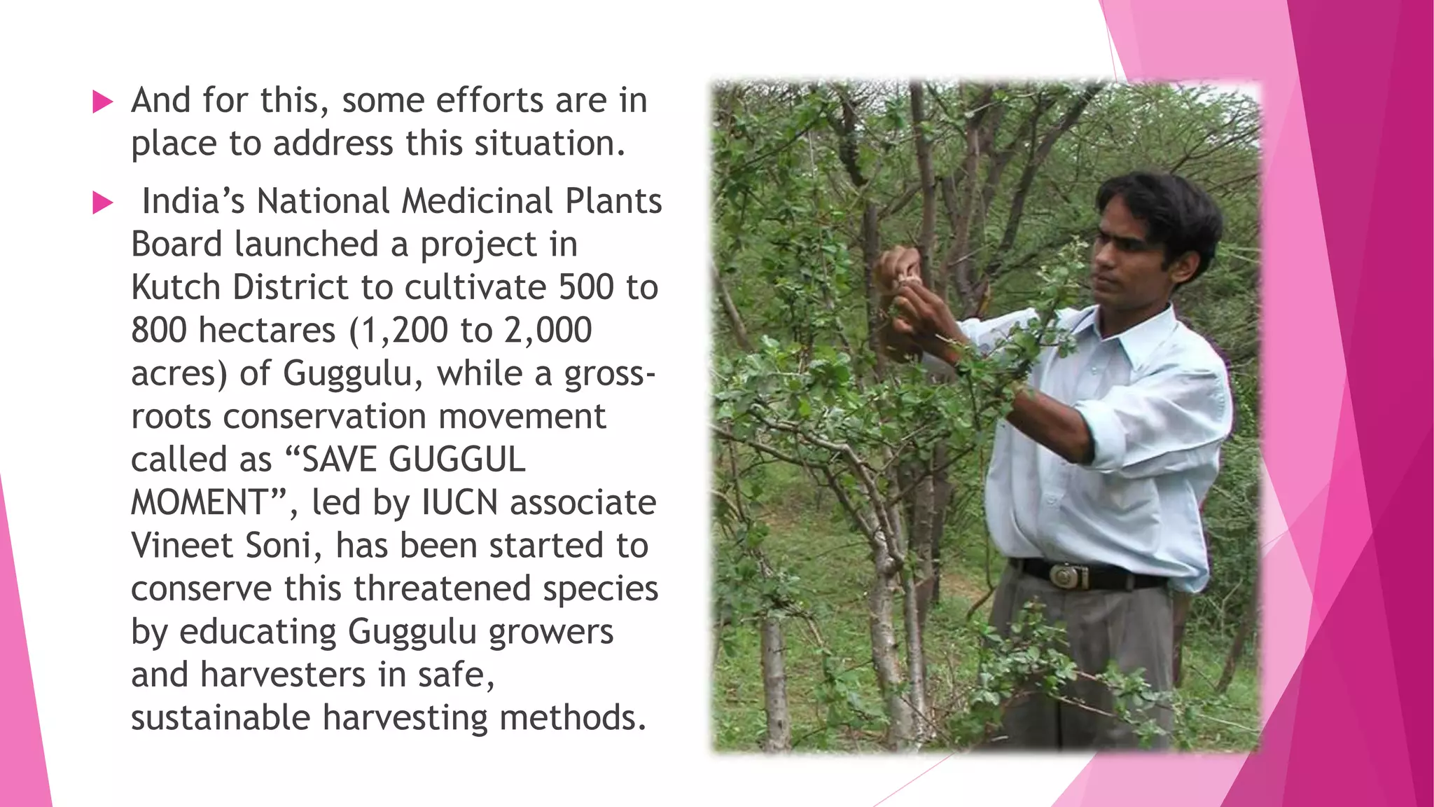  And for this, some efforts are in
place to address this situation.
 India’s National Medicinal Plants
Board launched a project in
Kutch District to cultivate 500 to
800 hectares (1,200 to 2,000
acres) of Guggulu, while a gross-
roots conservation movement
called as “SAVE GUGGUL
MOMENT”, led by IUCN associate
Vineet Soni, has been started to
conserve this threatened species
by educating Guggulu growers
and harvesters in safe,
sustainable harvesting methods.
 