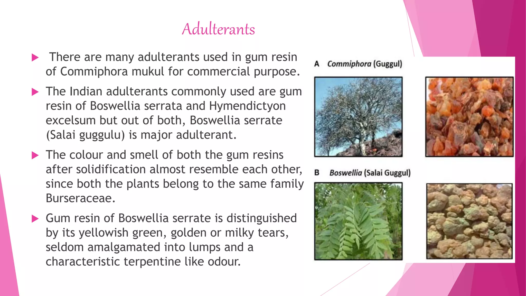 Adulterants
 There are many adulterants used in gum resin
of Commiphora mukul for commercial purpose.
 The Indian adulterants commonly used are gum
resin of Boswellia serrata and Hymendictyon
excelsum but out of both, Boswellia serrate
(Salai guggulu) is major adulterant.
 The colour and smell of both the gum resins
after solidification almost resemble each other,
since both the plants belong to the same family
Burseraceae.
 Gum resin of Boswellia serrate is distinguished
by its yellowish green, golden or milky tears,
seldom amalgamated into lumps and a
characteristic terpentine like odour.
 
