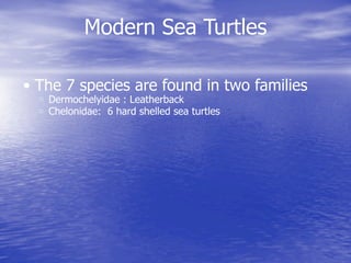 Overview On Sea Turtles | PPT