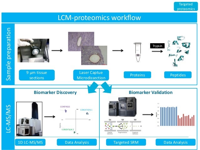 proteomics workflow overview radboudumc center for proteomics glycomics and proteomics workflow overview radboudumc center for proteomics glycomics and