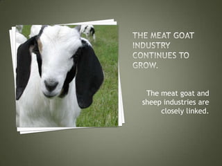 320px x 240px - An overview of sheep and goat marketing | PPT