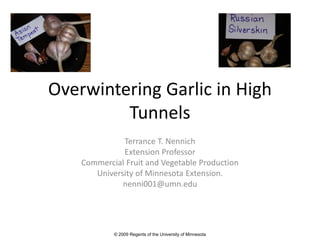 Overwintering Garlic in High
         Tunnels
              Terrance T. Nennich
              Extension Professor
    Commercial Fruit and Vegetable Production
       University of Minnesota Extension.
              nenni001@umn.edu




            © 2009 Regents of the University of Minnesota
 